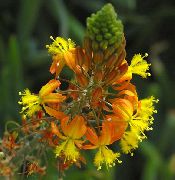 oranžna Cvet Bulbine, Bulbinella, Gorijo Jelly Rastlina, Zalezovali Bulbine, Oranžna Bulbine  fotografija