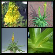 amarillo Flor Bulbine, Bulbinella, Quemar Planta Jalea, Acechado Bulbine, Bulbine Naranja  foto