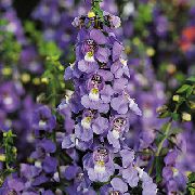 garden flowers purple Angelonia Serena, Summer Snapdragon Angelonia angustifolia photos, description, cultivation and planting, care and watering