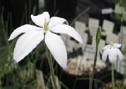 balts Zieds Milla, Meksikāņu Zvaigzne (Milla biflora) foto