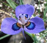Moraea açık mavi çiçek