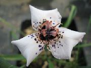 Moraea valkoinen Kukka