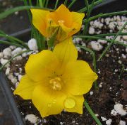 Romulea κίτρινος λουλούδι