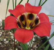 sarkans Zieds Romulea  foto