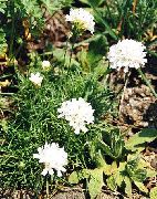 alb Floare Cumpătare Mare (Armeria  juniperifolia) fotografie