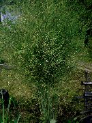 декоративные садовые цветы зеленые Аспарагус (спаржа) фото, описание, выращивание и посадка, уход и полив