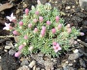 рожевий Квітка Асперула Гуссона (Asperula) фото