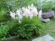 Astilbe, Γενειάδα Ψευδή Κατσικίσιο, Fanal λευκό λουλούδι