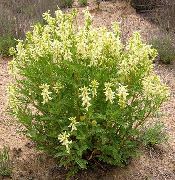 Astragalus keltainen Kukka