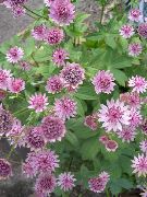 garden flowers pink Masterwort  Astrantia  photos, description, cultivation and planting, care and watering