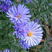 Aster ღია ლურჯი ყვავილების