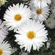 vit Blomma Aster  foto