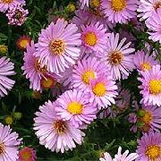 garden flowers pink Aster Aster photos, description, cultivation and planting, care and watering