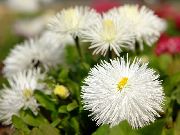 beyaz çiçek New England Aster (Aster novae-angliae) fotoğraf