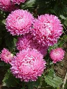 декоративные садовые цветы розовые Астра однолетняя (Каллистефус) фото, описание, выращивание и посадка, уход и полив