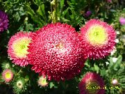 декоративные садовые цветы красные Астра однолетняя (Каллистефус) фото, описание, выращивание и посадка, уход и полив