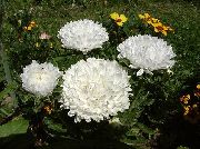 декоративные садовые цветы белые Астра однолетняя (Каллистефус) фото, описание, выращивание и посадка, уход и полив
