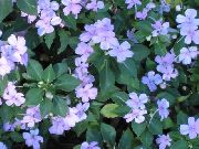 γαλάζιο λουλούδι Φυτό Υπομονή, Βάλσαμο, Κόσμημα Ζιζανίων, Απασχολημένος Lizzie (Impatiens) φωτογραφία