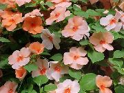 orange Blomst Tålmodighet Plante, Balsam, Juvel Luke, Opptatt Lizzie (Impatiens) bilde