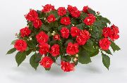 წითელი ყვავილების მოთმინება ქარხანა, ბალზამი, ძვირფასი Weed, დაკავებული Lizzie (Impatiens) ფოტო