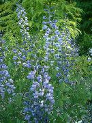 декоративные садовые цветы голубые Баптизия фото, описание, выращивание и посадка, уход и полив