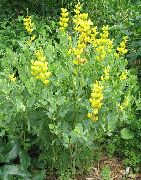 декоративные садовые цветы желтые Баптизия фото, описание, выращивание и посадка, уход и полив