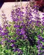 Баптізія фіолетовий Квітка