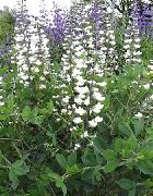 декоративные садовые цветы белые Баптизия фото, описание, выращивание и посадка, уход и полив