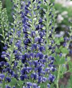 декоративные садовые цветы синие Баптизия фото, описание, выращивание и посадка, уход и полив