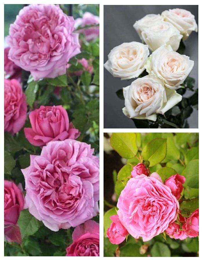 купить онлайн Набор роз 