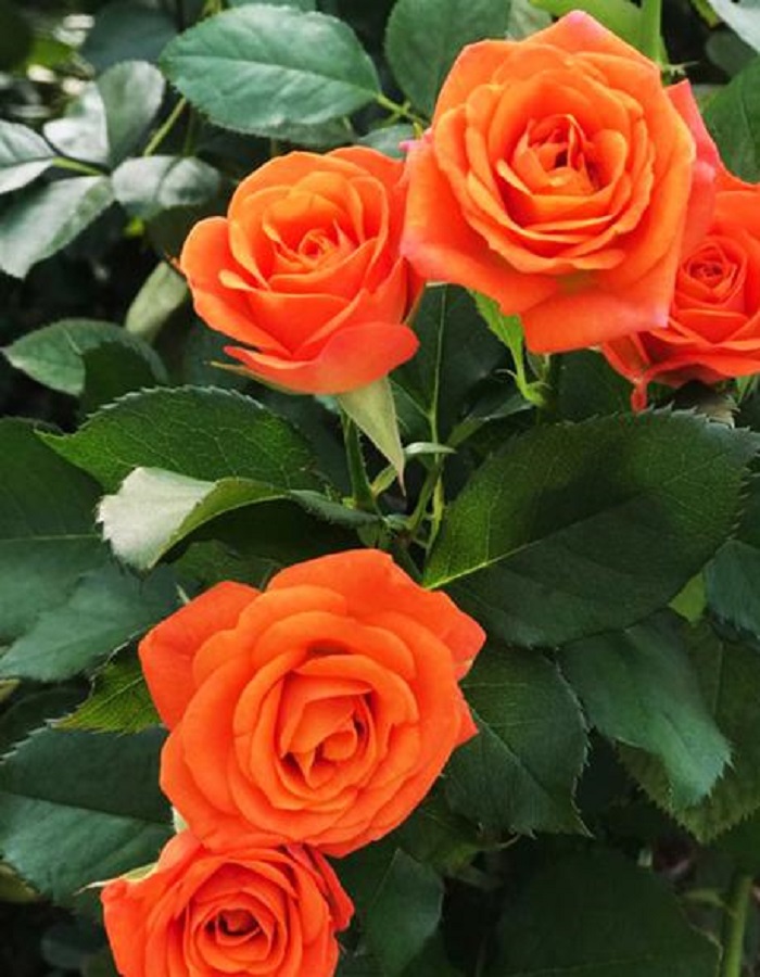 купить онлайн Роза миниатюрная Оранжевый 1 шт  магазин - доставка и заказ по Москве, Санкт-Петербургу, СНГ и России