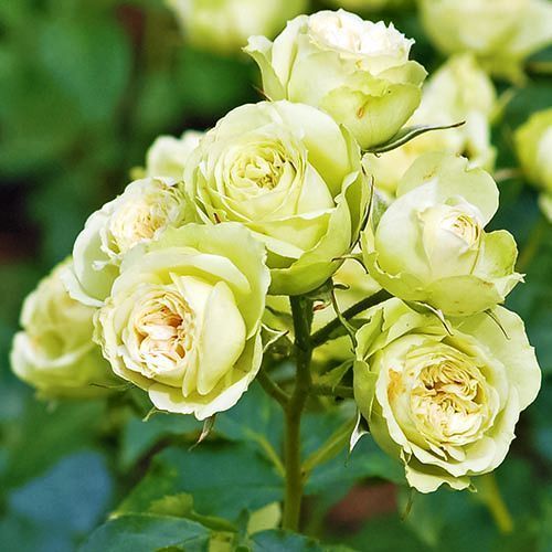 ���� ���� ���������� ����� ����  