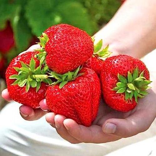 ���� ��������� ������������� ������  