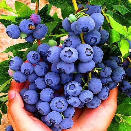 ���� �������� �������  