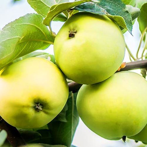 ���� ������ ����� �����  