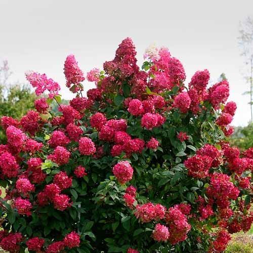 ���� ��������� ����������� ���� ���  