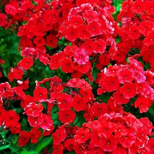 ���� ����� ����������� ���  