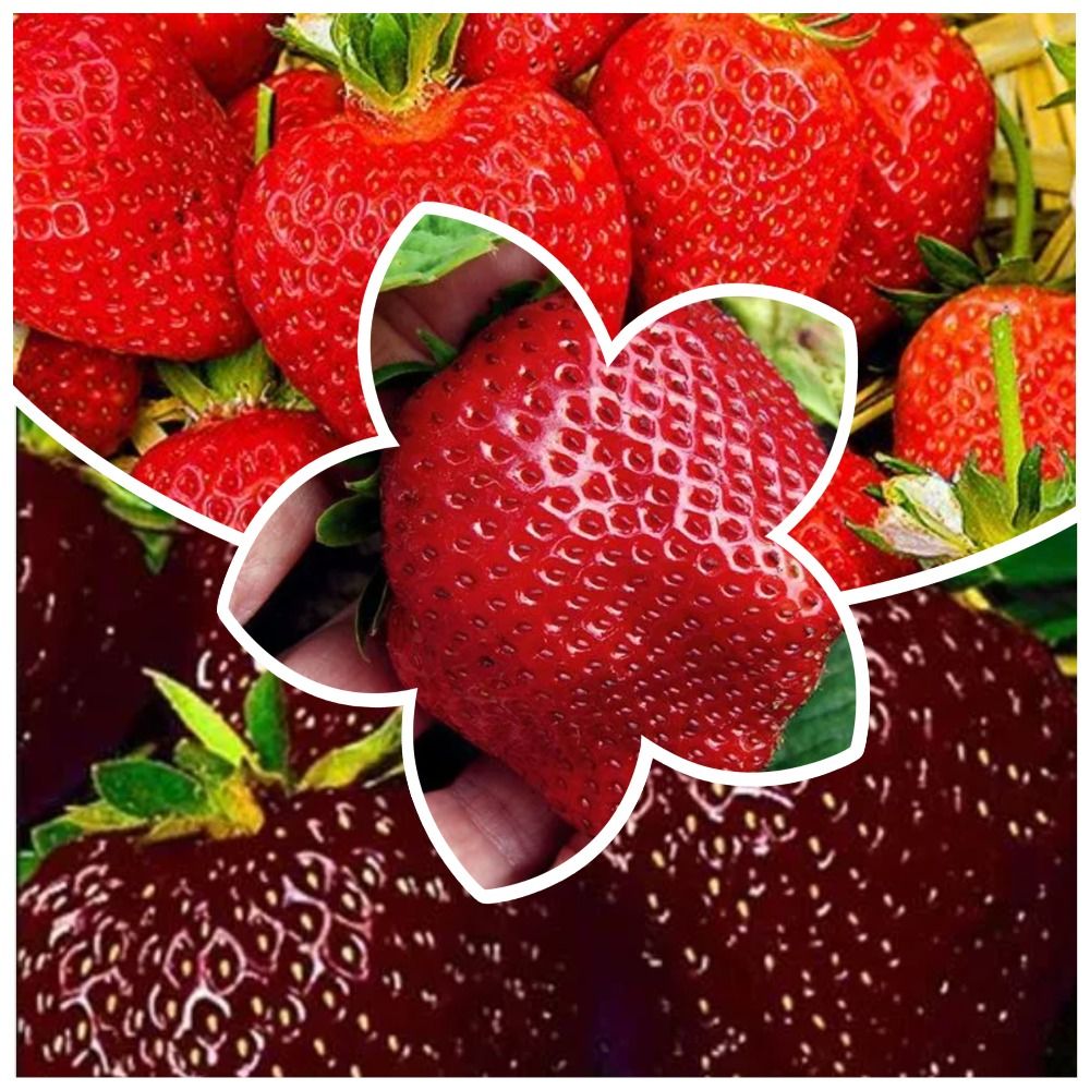 ���� �����������! �������� ������������ ��������� 