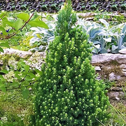 ���� ��� ��������� ������  