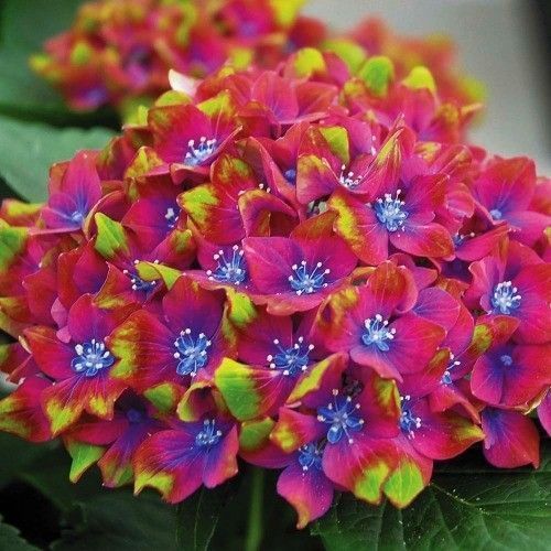 ���� ��������� ������������� ����� ���������  