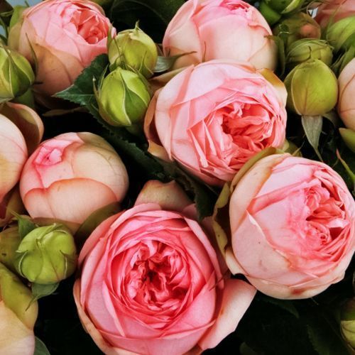 ���� ���� ����� ������� �����  