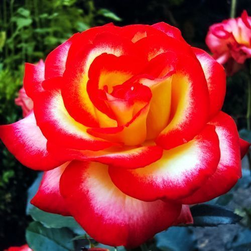 ���� ���� ���������� ��� �����  