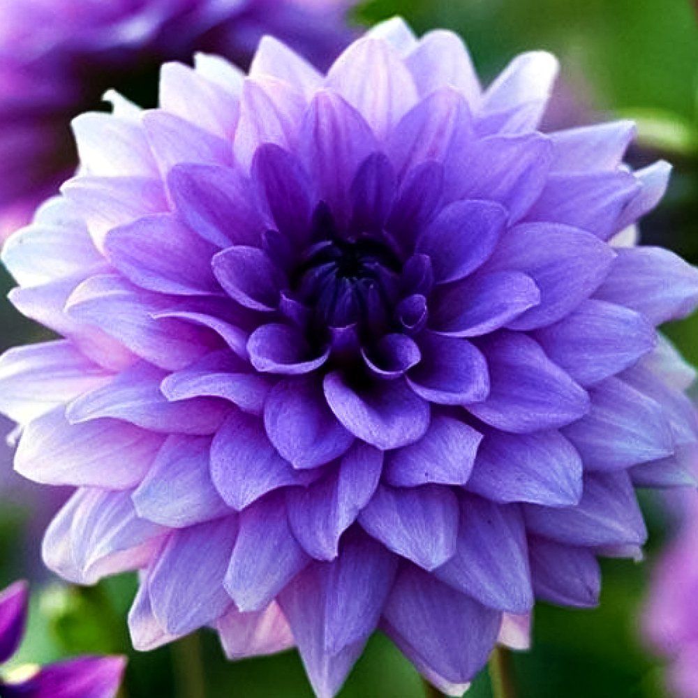 ���� �������� ������������ ��� ���  