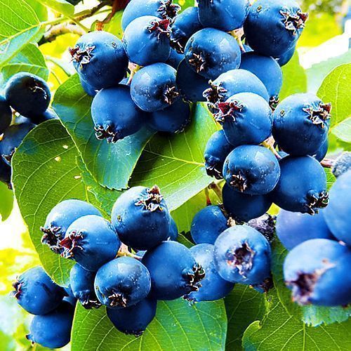 ���� ���� ��������  