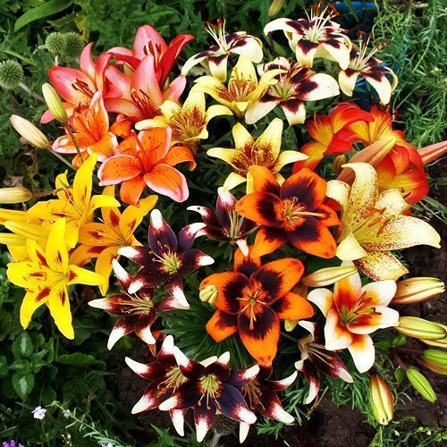 ���� ����� ��������� �������, ����  