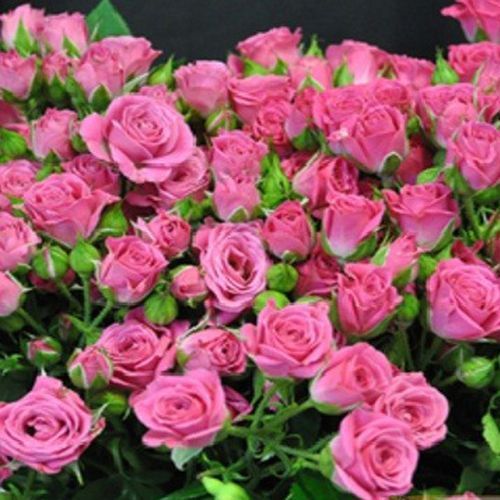 ���� ���� ����� ����� �����  