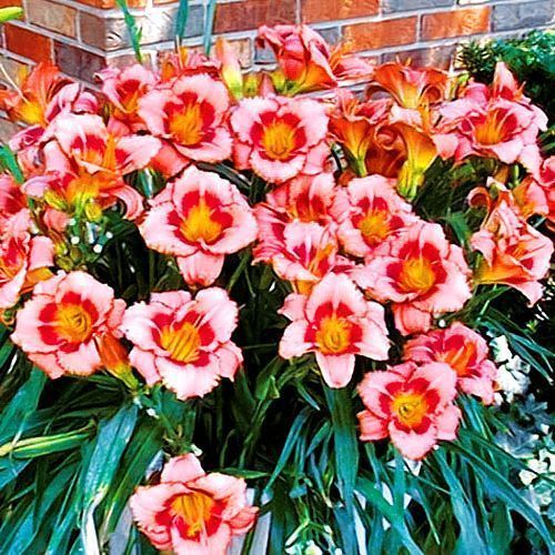 ���� �������� ��������� �����  