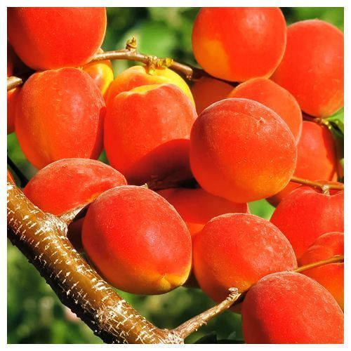 ���� ������� ����������� �����  