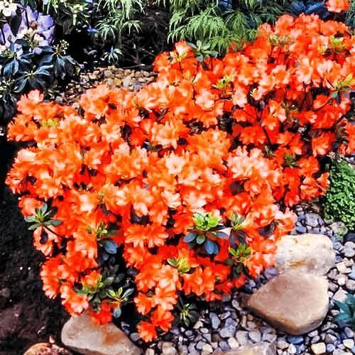 ���� ������ ����� �����  