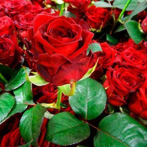 ���� ���� �����-��������� ��� �����  